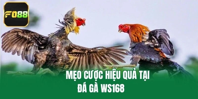 Mẹo cược hiệu quả tại đá gà ws168